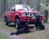 Wolfs Avatar